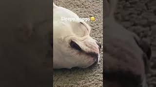 Sleepy doggo