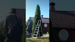 стрижка туи #смарагд #стрижкатуй #topiary #дом  #дача