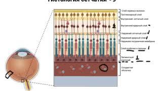 Гистология сетчатки