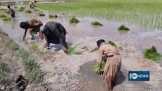 Rice cultivation season starts in Herat province | آغاز فصل کشت برنج در ولایت هرات