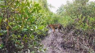 এই জঙ্গলেই বাঘেরজন্য ছাগল দিয়ে খাঁচা পাতা হয়েছিল | Royal bengal tiger attack in sundarban