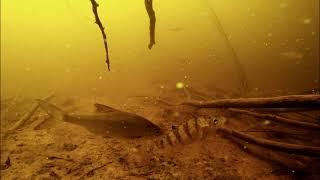 Aqua nature, river underwater world, natural biotope