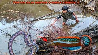 HEBOH..!! Panen Channa Limbata Di Kolam Terbengkalai || Persembunyian Ikan Channa Limbata