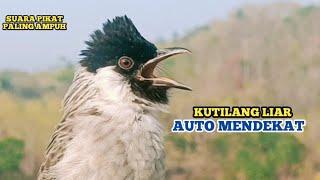 Suara Burung KUTILANG GACOR Menekan Lawan Ampuh Untuk Memikat Burung Kutilang Liar Auto Mendekat