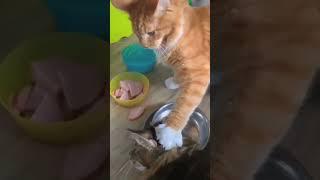 don't dare to touch my Food!  #clipstv #funny #cat #food #touch