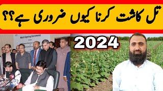 Why to cultivate sesame crop in 2024 || Bilal Kanju Official