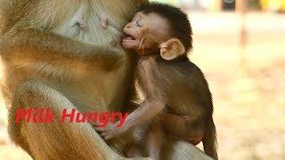 Poor Life Alba Baby Monkey This Morning | Crying Milk and Weaning No Milk Feeding | Monkey Crying