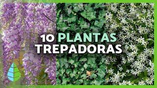 10 PLANTAS TREPADORAS para EXTERIOR  | Para Pérgolas, Muros y Paredes