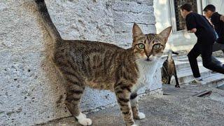 Tabby cat with beautiful green eyes.