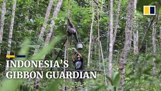 Indonesian woman devotes life to caring for endangered silvery gibbons