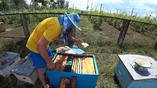 7 Benefits of Feeding Bees with Crystallized Honey