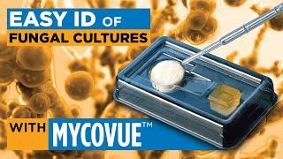 MycoVue™ slide culture for easy identification of fungi