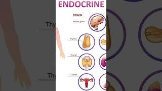 INTRODUCTION TO ENDOCRINE SYSTEM