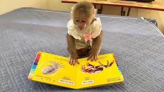 Super smart! Abi monkey reads a book when home alone