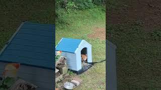 Shiba Inu chilling in the yard on "zip leash". Spending time outside with no fence.