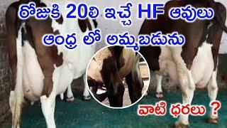High Milking HF cows price in Andhra  94381 23123