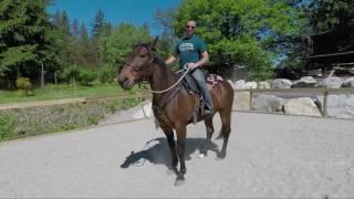 Benny the Standardbred : Horse Training Part 1, Arena Work, Plastic Bags and Riding With Leg Aids