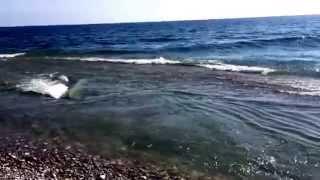 Uliv na reka Uluguney na sredozemno more mesanje na slatka i solena voda