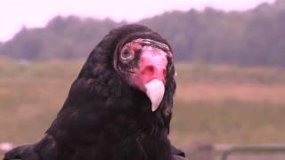 Nature's Air Show at the Bronx Zoo Featuring Barf the Turkey Vulture