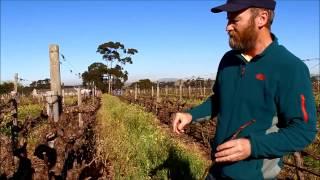 Livio Tognon from Simonit&Sirch works with Villiera Wines in Stellenbosch on pruning methods