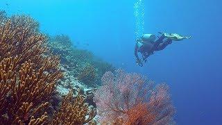 Wonderful Diving in Menjangan, Gawana Bay and Secret Bay, Bali 2019 (4K-Video)