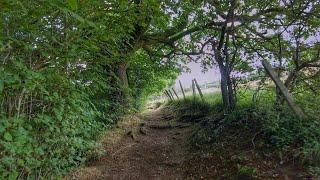 Timeless Early Morning Woodland Walk | Scottish Countryside in 4K