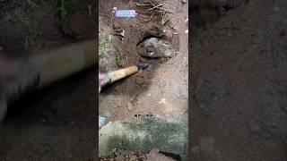 turtle hole digging #turtle #turtlecatching #turtledoves #turtledoves #shorts