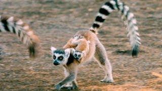 Exploring the 'Island of Lemurs: Madagascar'