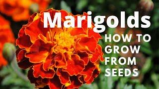 Growing Marigolds from seeds- You wont believe how stunning the color!