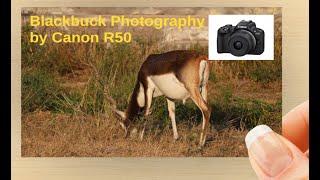 Blackbuck Photography by Canon R50 in Tal Chhappar Wildlife Sanctuary | Churu Rajasthan