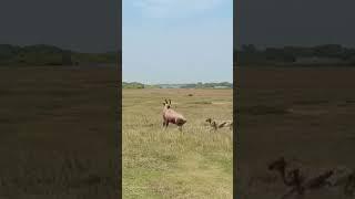 Wild nature: antelope vs. Acinonyx jubatus. #wildanimals #hunting