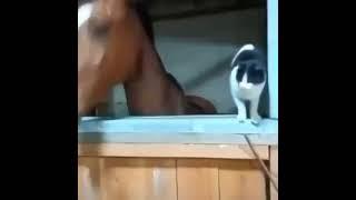 horse grabs cat an swings it