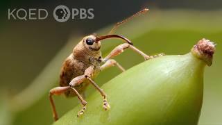 This Weevil Has Puppet Vibes But Drills Like a Power Tool | Deep Look