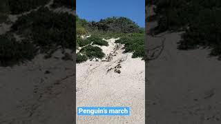 Boulders Beach ️Capetown.