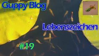 Guppy Blog Folge #19 | Lebenszeichen | Guppys vom Aquarium bis Teich 2017