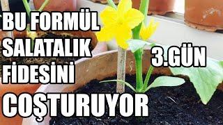 Salatalık Fidesi Coşturan Formül