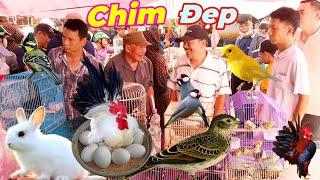 Chợ chim lớn nhất Việt Nam hôm nay có nhiều loại chim cảnh đẹp giá rẻ.