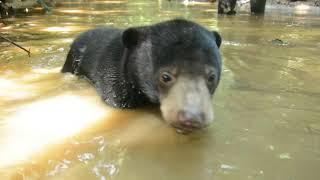 Sun Bear Rehabilitation | Little Sun Bear Dipping in the Stream | BSBCC