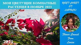 МОИ ЦВЕТУЩИЕ КОМНАТНЫЕ РАСТЕНИЯ В НОЯБРЕ 2023