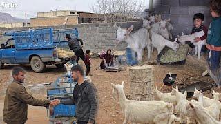 Nomadic Joy in the Rain ️ Bringing Goats & Hamid’s Family’s Happiness 