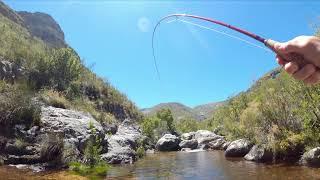 Brown Trout Fly Fishing - Western Cape Stream