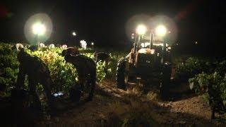 First grape harvest begins for Beaujolais