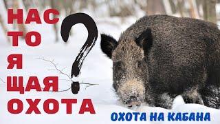 Настоящая охота? Охота на кабана.