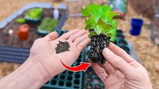 This New Method of Starting Seeds Will Change Your Life