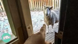Sheep Asks For Weetabix And Woman Can't Say No | Cuddle Buddies