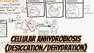 Cellular Anhydrobiosis(Desiccation/Dehydration) Water Deficiency @umerfarooqbiology7083