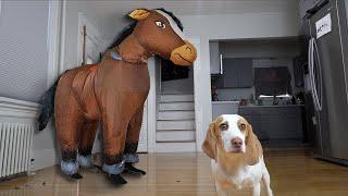 Cute Puppy vs Giant Horse Prank: Cute Puppy Dog Indie Pranked by Horses
