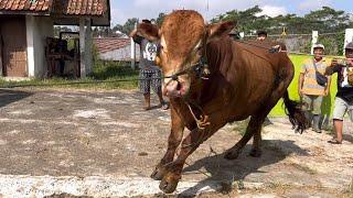 SAPI Ng4muk BIKIN GEGER WARGA PASAR…‼️