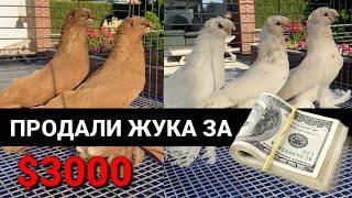 ПОТРАТИЛ 3000 ДОЛЛАРА ЗА ОДНОГО ГОЛУБЯ 24 часа. Узбекские двухчубые голуби. Tauben. Pigeons