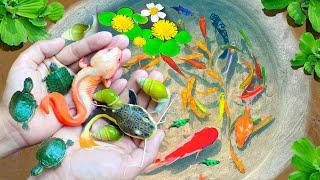 Collection Amazing Catch Turtles, Axolotls Fish, Ornamental Catfish, Snails & Ornamental Fish Video